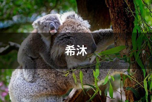 希沐