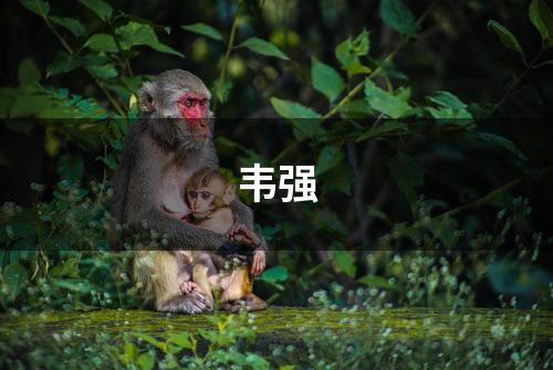 韦强