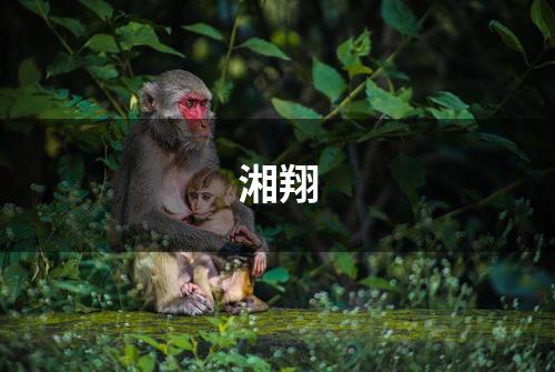 湘翔