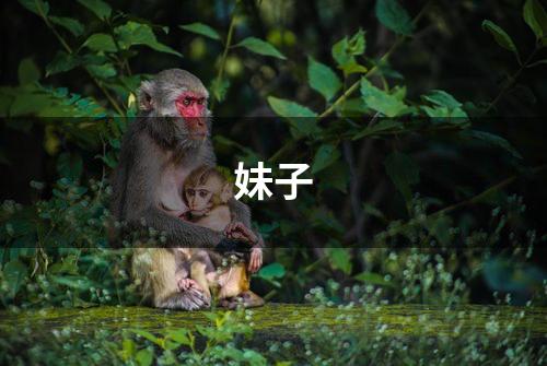 妹子