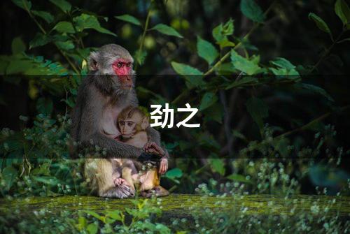 劲之