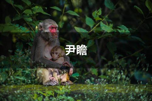 尹瞻