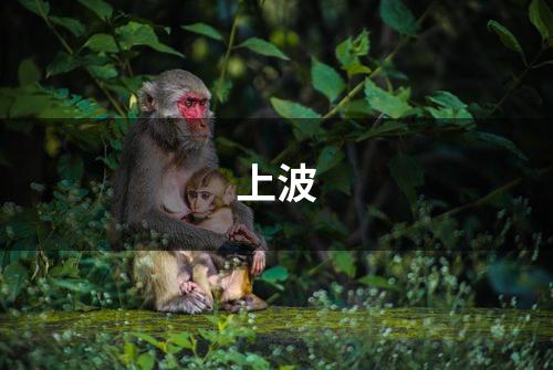 上波