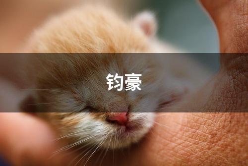 钧豪