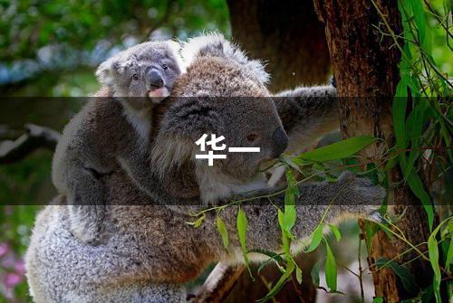 华一
