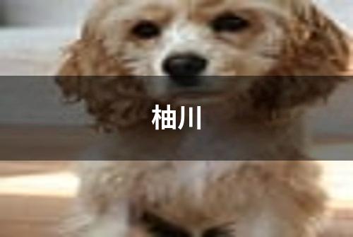 柚川