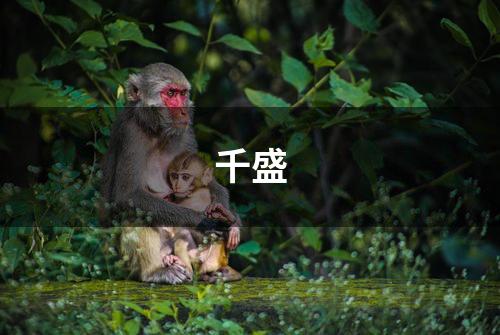 千盛