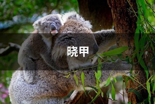 晓甲