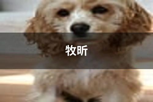 牧昕