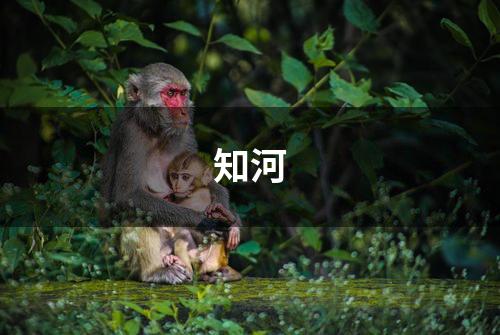 知河