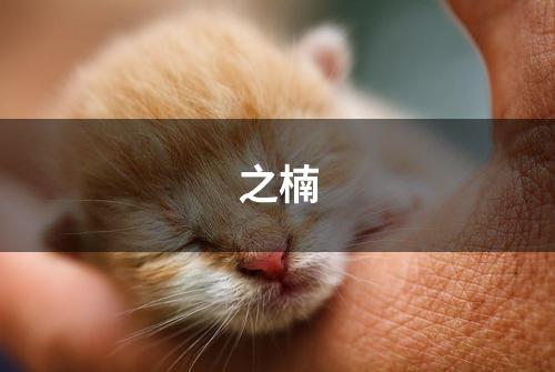 之楠