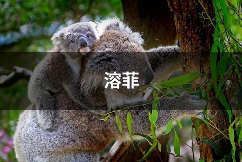 溶菲