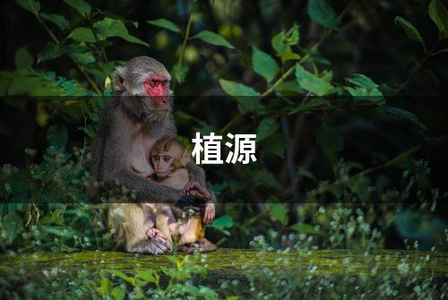 植源