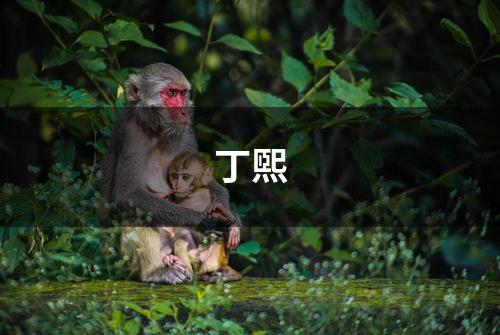 丁煕