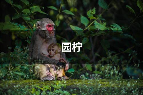 园柠